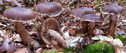 Cortinarius brunneus (zasłonak brunatny)