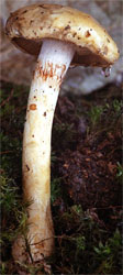 Cortinarius delibutus (zasłonak błękitnoblaszkowy)