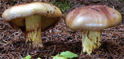 Cortinarius odorifer (zasłonak anyżkowy)