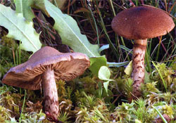 Cortinarius pholideus (zasłonak łuseczkowaty)