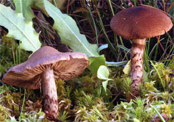 Cortinarius pholideus (zasłonak łuseczkowaty)