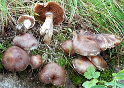 Cortinarius urbicus (zasłonak przydrożny)