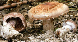 Cortinarius urbicus (zasłonak przydrożny)