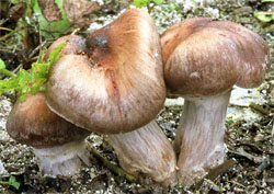 Cortinarius urbicus (zasłonak przydrożny)