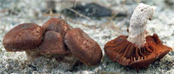 Cortinarius urbicus (zasłonak przydrożny)