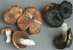 Cortinarius urbicus (zasłonak przydrożny)