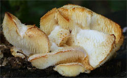 Hericium cirrhatum (kolczatek strzępiasty)