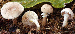 Cystoderma carcharis