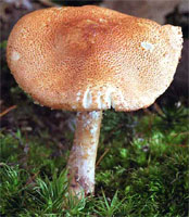 Cystoderma terrei