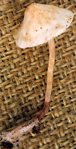 Cystolepiota hetieri (czubniczka omączona)