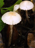 Cystolepiota hetieri (czubniczka omączona)