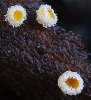 Capitotricha bicolor