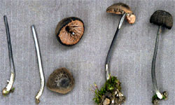 Entoloma mougeotii (dzwonkówka popielatofioletowa)