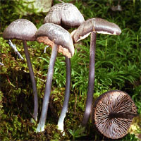 Entoloma mougeotii (dzwonkówka popielatofioletowa)