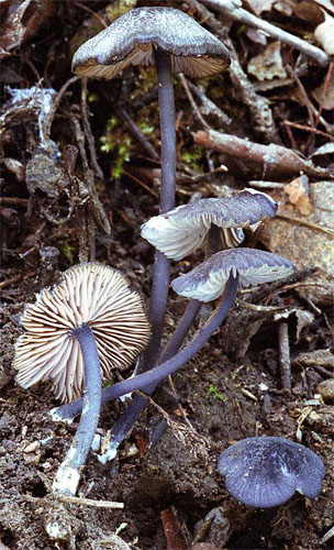 Entoloma mougeotii (dzwonkówka popielatofioletowa)