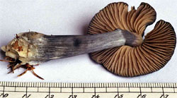 Entocybe nitida (dzwonkówka niebieskawa)