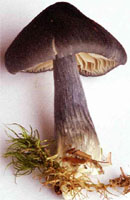 Entocybe nitida (dzwonkówka niebieskawa)