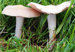 Entoloma saundersii