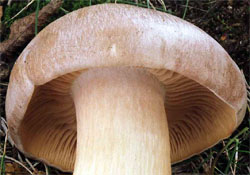 Entoloma sinuatum (dzwonkówka trująca)