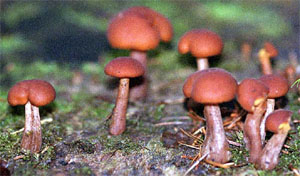 Gymnopilus bellulus (łysak piękny)