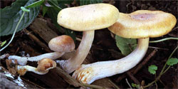 Gymnopilus sapineus (łysak drobnołuskowy)