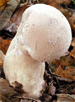 Lycoperdon excipuliforme (czasznica workowata)