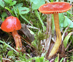 Hygrophorus perplexus (wilgotnica ceglasta)