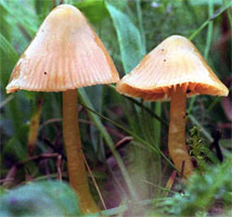 Hygrophorus perplexus (wilgotnica ceglasta)