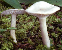 Hygrophorus agathosmus (wodnicha pachnąca)