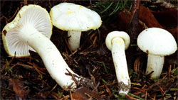 Hygrophorus chrysodon (wodnicha złocista)