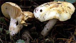 Hygrophorus lucorum (wodnicha modrzewiowa)