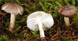 Hygrophorus pustulatus (wodnicha kropkowana)