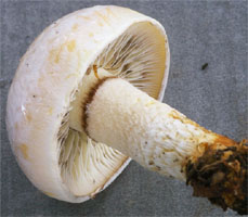 Hypholoma radicosum (maślanka korzeniasta)