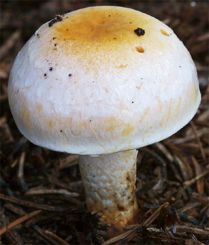 Hypholoma radicosum (maślanka korzeniasta)