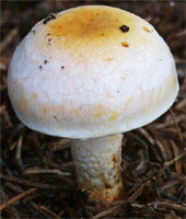 Hypholoma radicosum (maślanka korzeniasta)