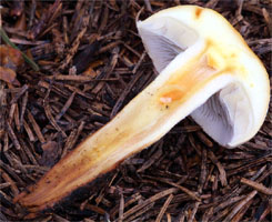 Hypholoma radicosum (maślanka korzeniasta)