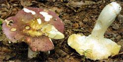 Russula carpini (gołąbek grabowy)