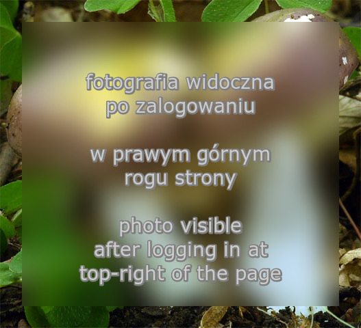 Russula carpini (gołąbek grabowy)
