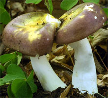 Russula carpini (gołąbek grabowy)