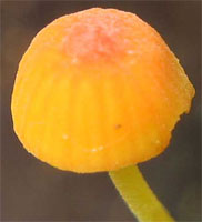 Mycena acicula (grzybówka szpilkowa)