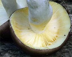 Russula carpini (gołąbek grabowy)