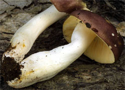 Russula carpini (gołąbek grabowy)