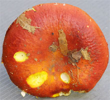 Russula aurea (gołąbek złotawy)