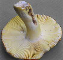 Russula aurea (gołąbek złotawy)