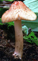 Inocybe godeyi (strzępiak czerwieniejący)