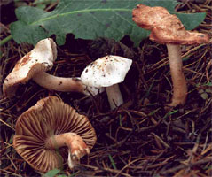 Inocybe godeyi (strzępiak czerwieniejący)