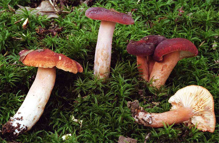 Lactarius badiosanguineus (mleczaj brązowy)