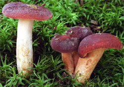 Lactarius badiosanguineus (mleczaj brązowy)