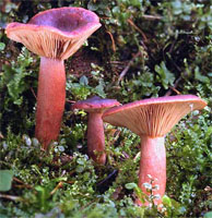 Lactarius badiosanguineus (mleczaj brązowy)