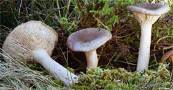 Lactarius mammosus (mleczaj sutkowaty)